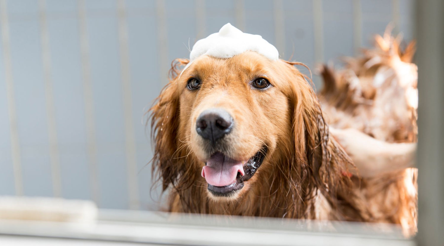 Planning a Pet Wash Station for Your Home by Plumbing Deals