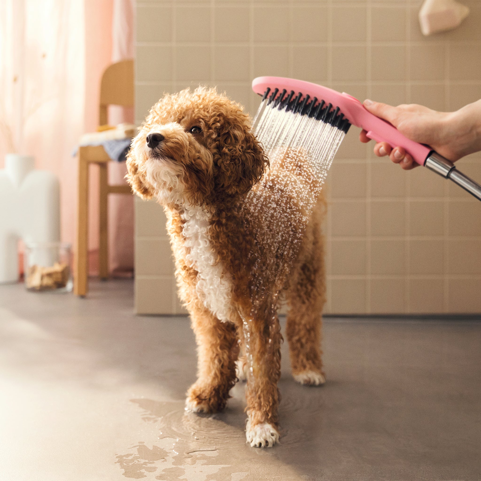 Pink handheld dog shower with spray nozzle being used to rinse a brown and white dog.