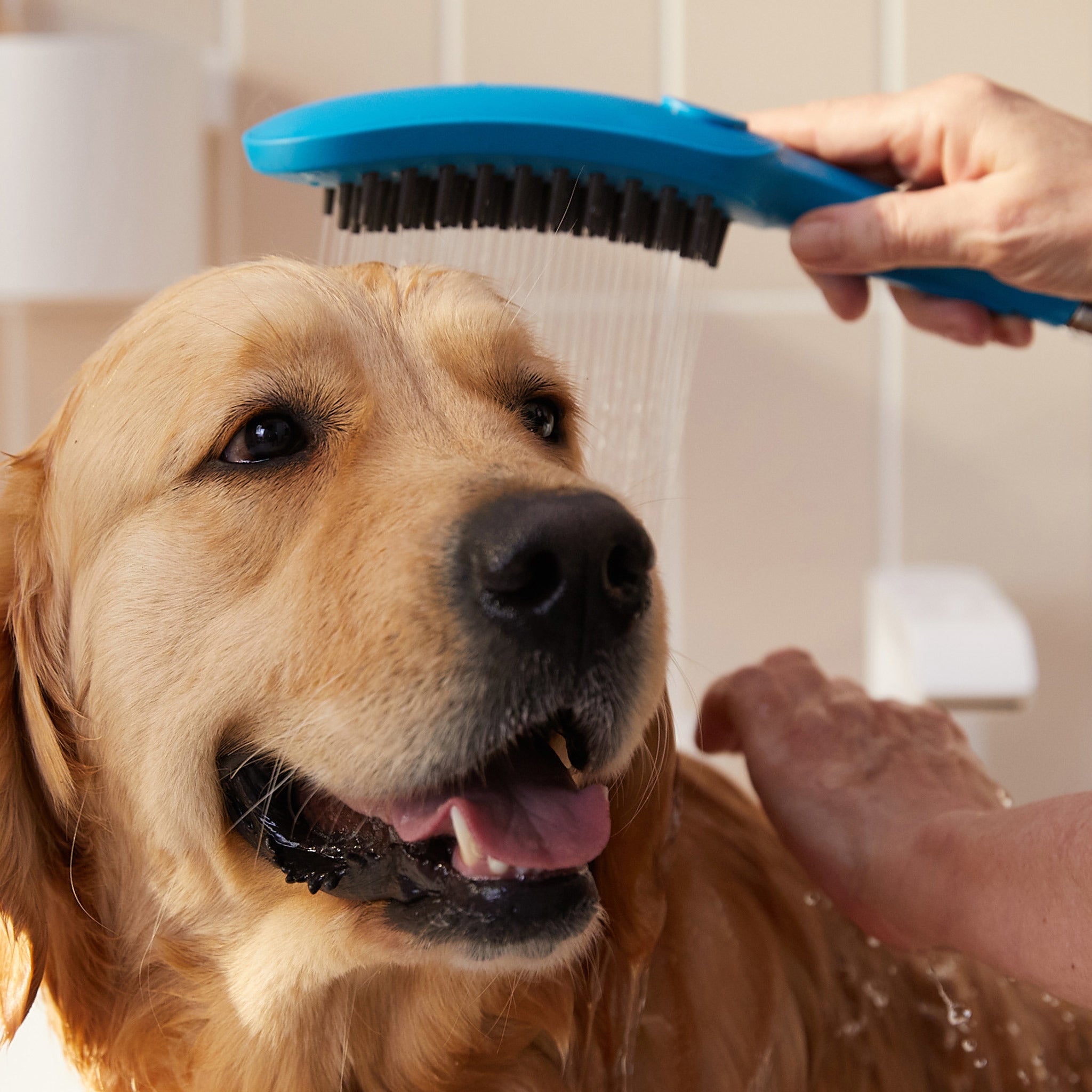 Sky blue dog shower head with black bristles being used to bathe a tan-colored dog.