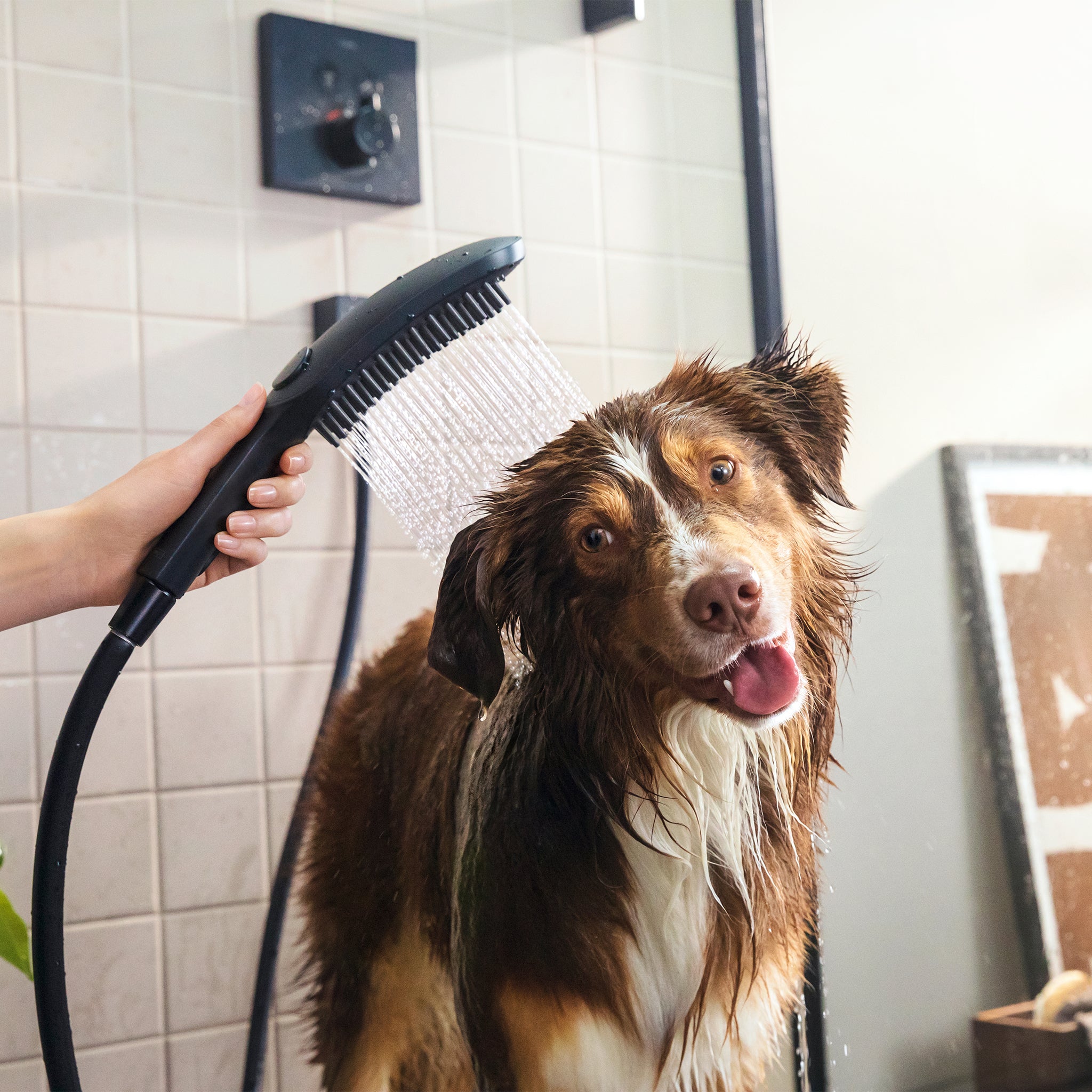 hansgrohe 04974670 Dog Shower Dog Shower Bundle, 3-Spray, 1.75 GPM in Black